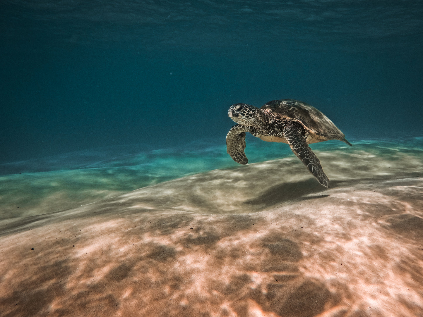 Peaceful Honu - SoCal Surfer